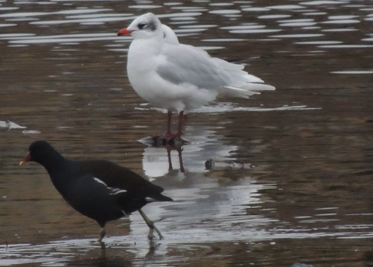 svartehavsmåke - ML647616441