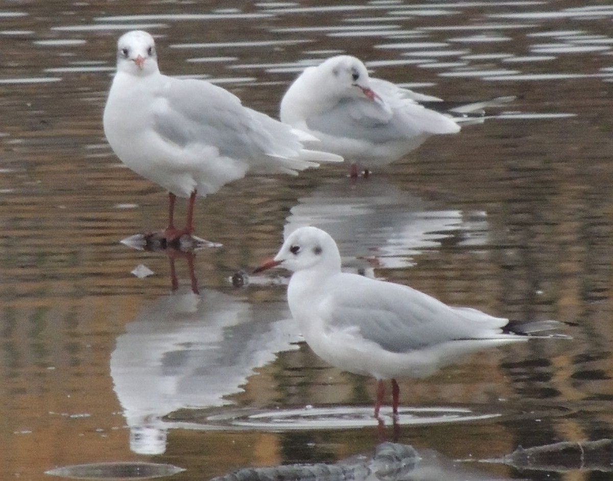 svartehavsmåke - ML647616442