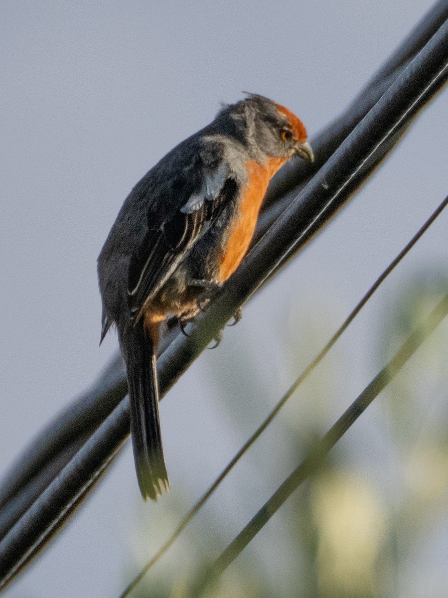 argentinaplanteklipper - ML647616443