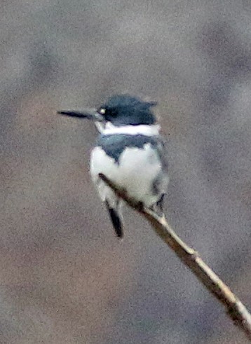 belteisfugl - ML647616444