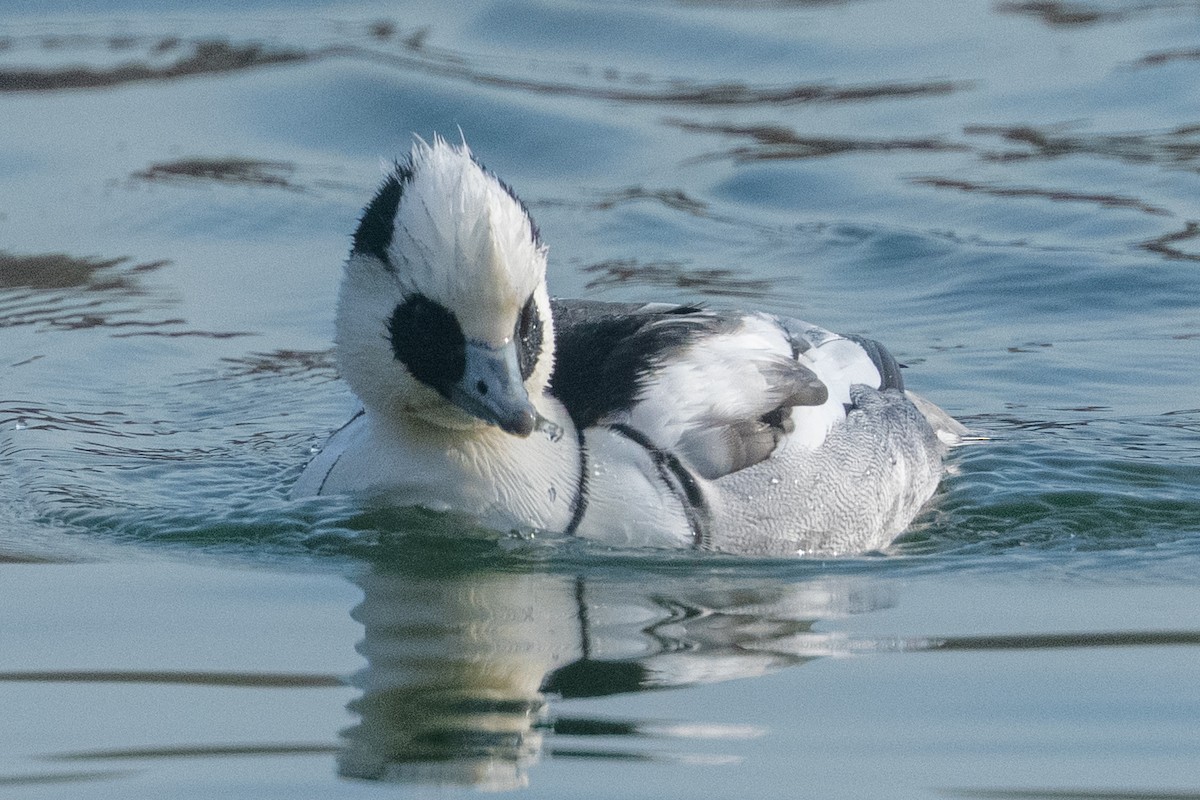 lappfiskand - ML647616445