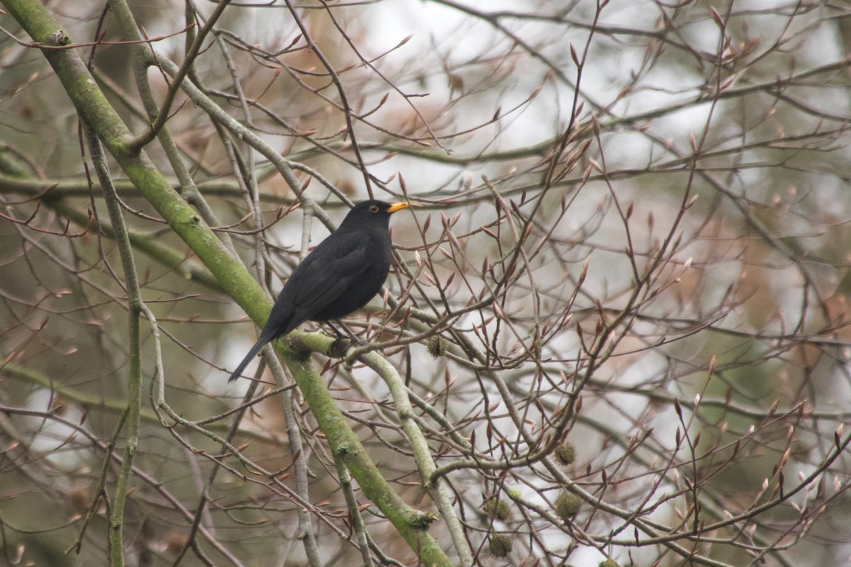 svarttrost - ML647616446