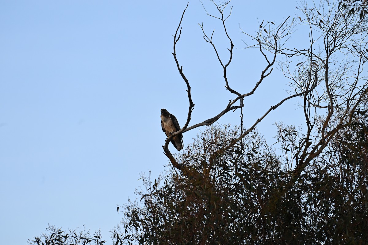 rødstjertvåk - ML647616447