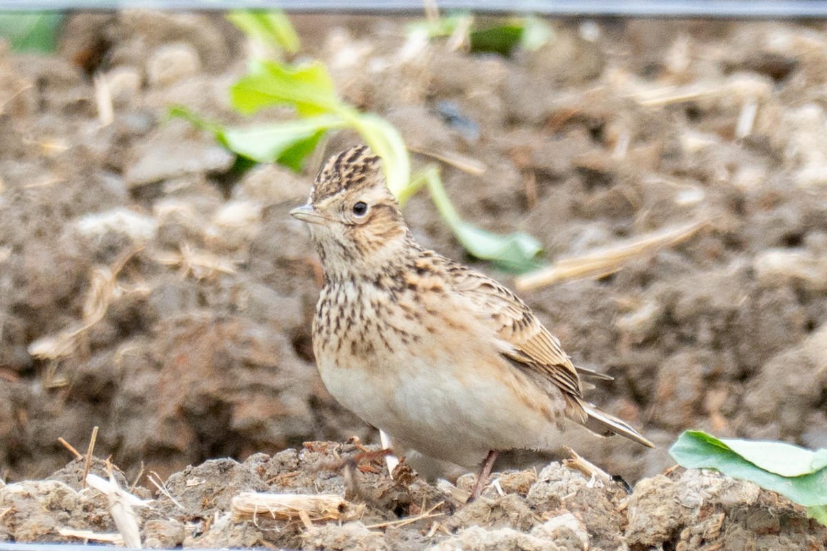 sanglerke (pekinensis gr.) - ML647616448