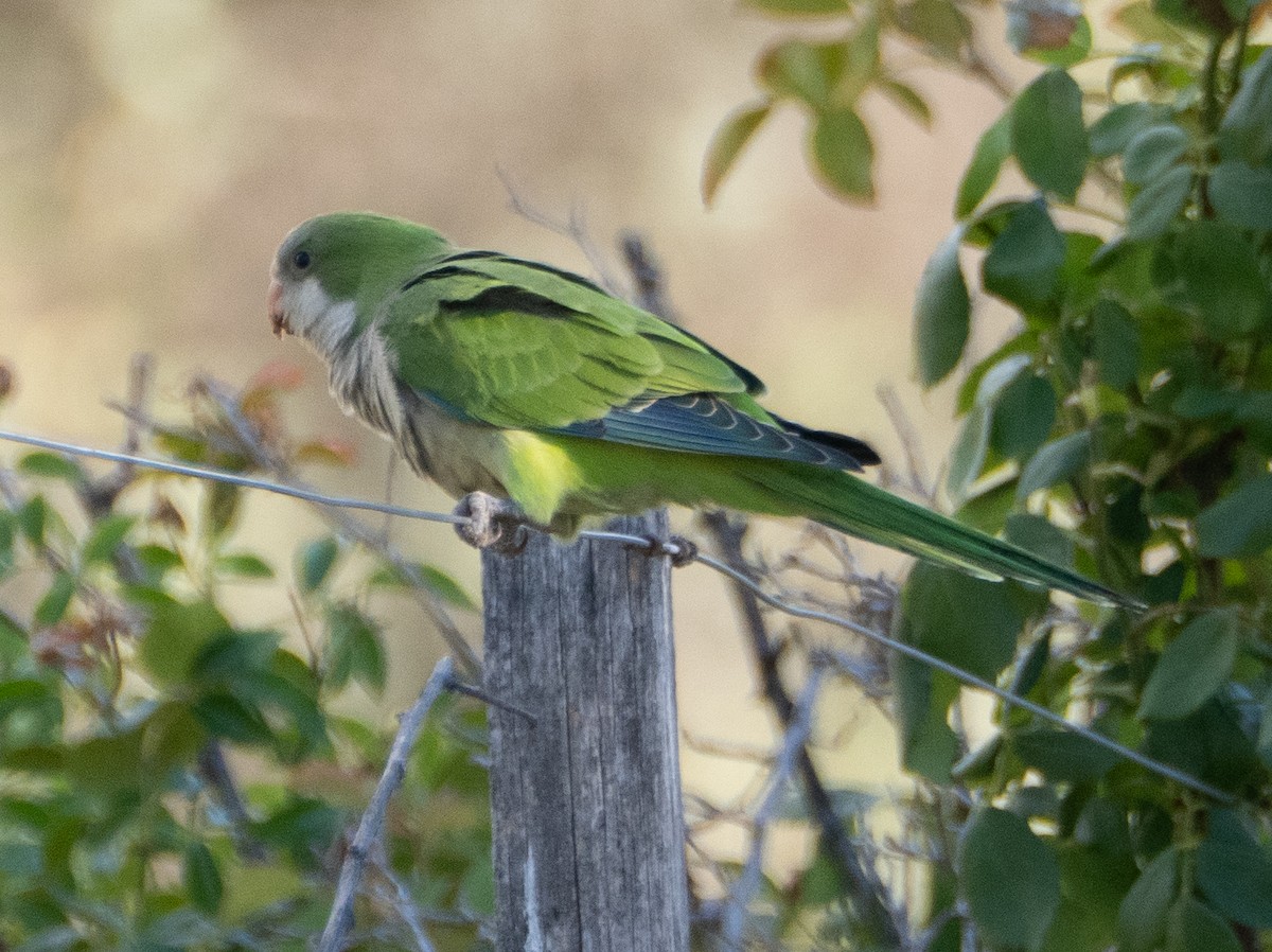 munkeparakitt - ML647616449