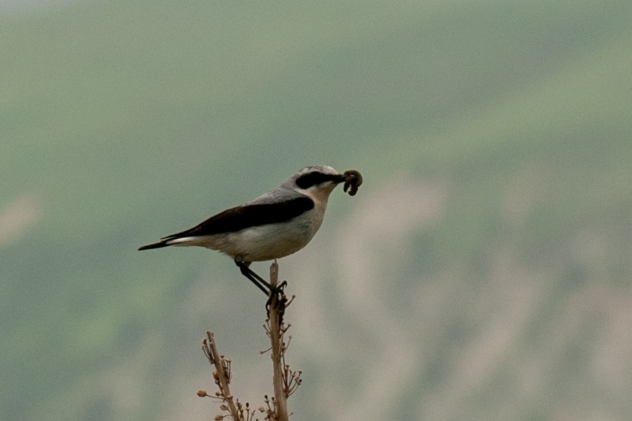 steinskvett - ML647616450