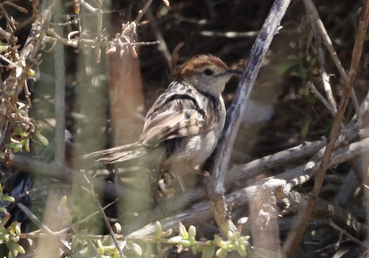 ringlegressanger - ML647616452