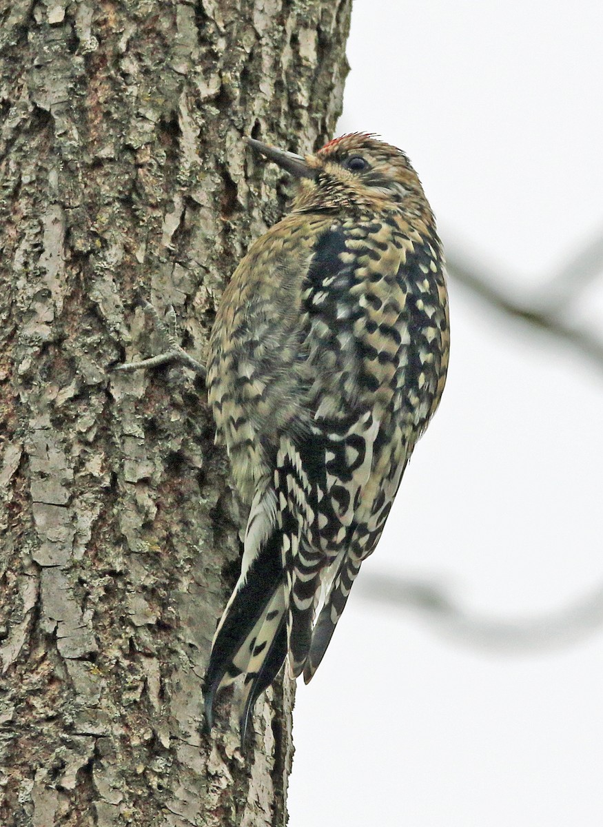 kanadasevjespett - ML647616453