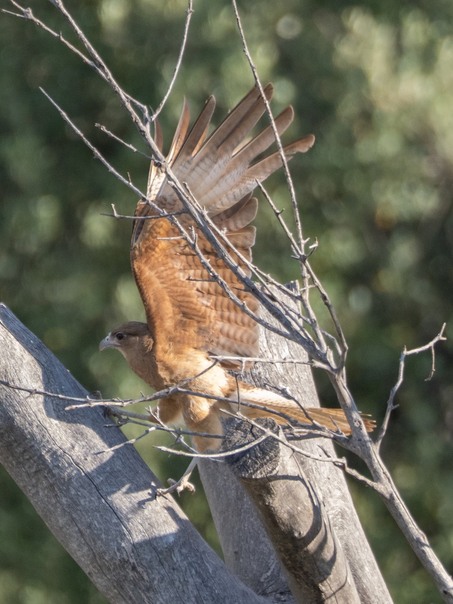 brunkarakara - ML647616454