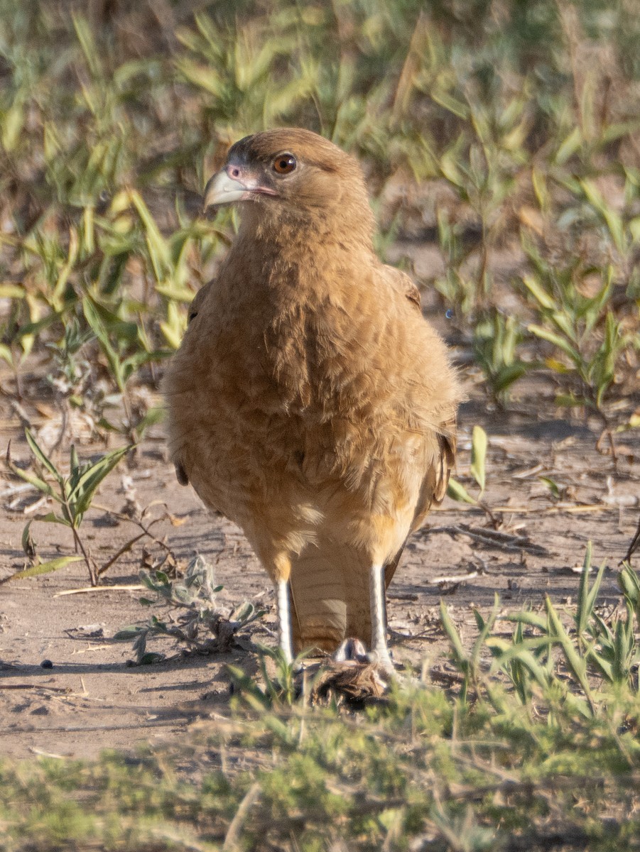 brunkarakara - ML647616455