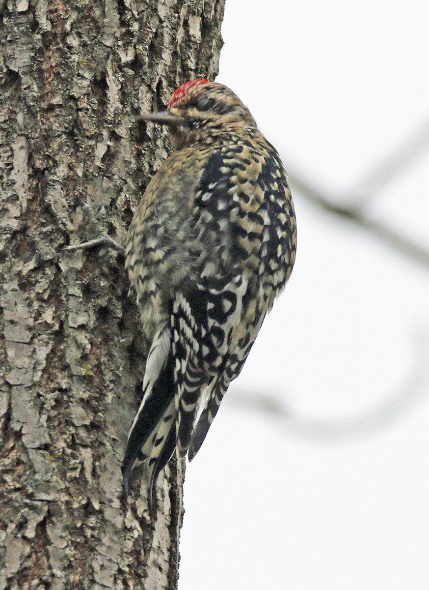 kanadasevjespett - ML647616460