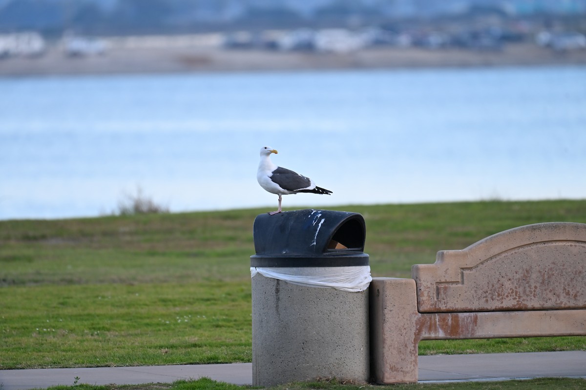 kaliforniasvartbak - ML647616461