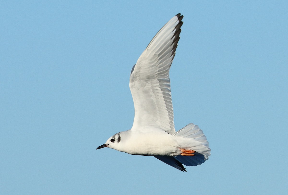 kanadahettemåke - ML647616462