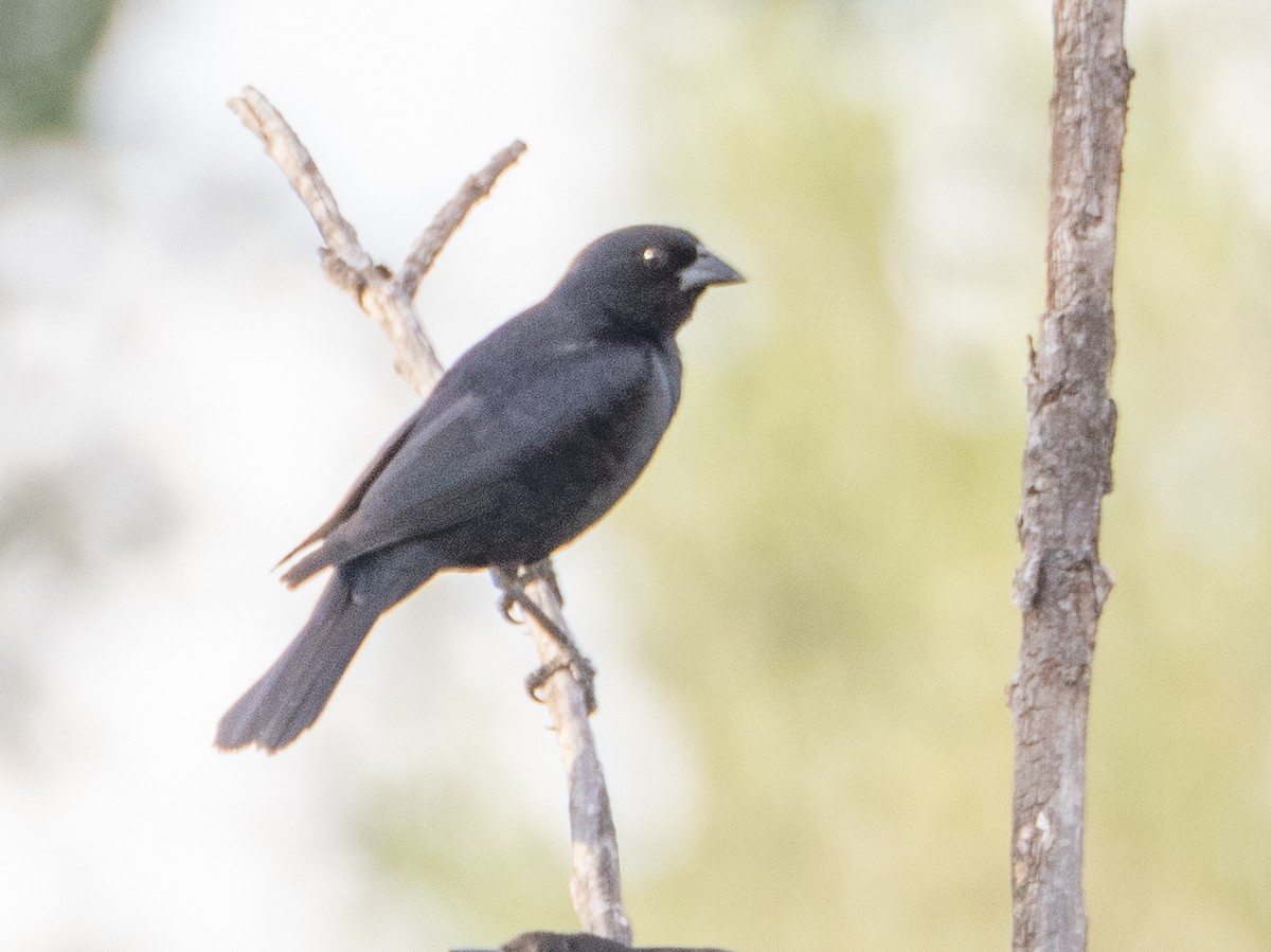 skriketrupial - ML647616466