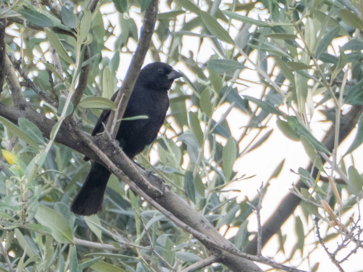 skriketrupial - ML647616467