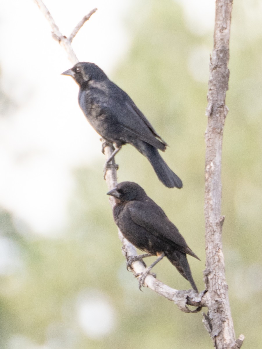 skriketrupial - ML647616468