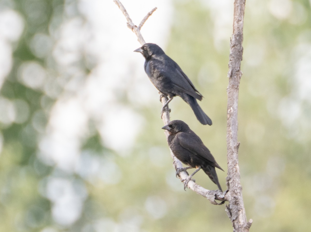 skriketrupial - ML647616469