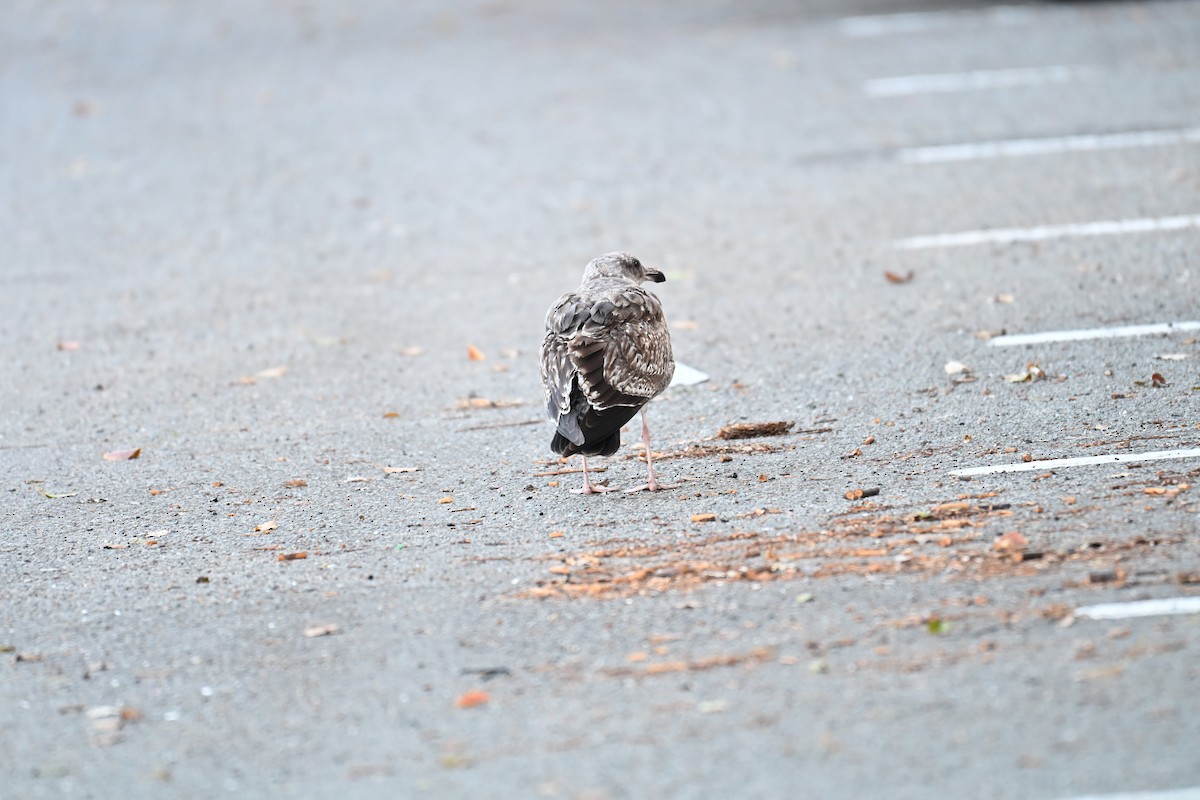 kaliforniasvartbak - ML647616472