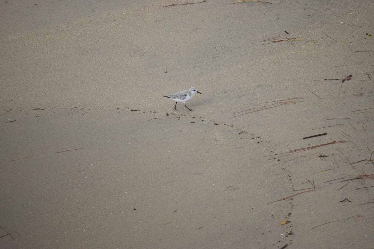 Sanderling - ML647616484