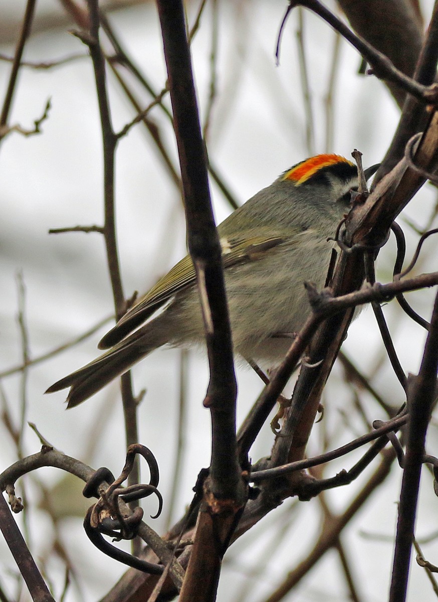 ildkronefuglekonge - ML647616485