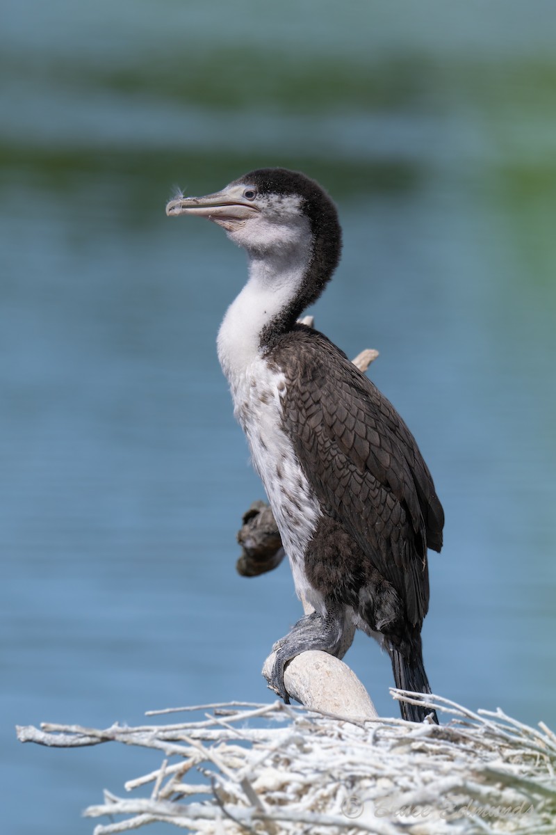 Pied Cormorant - ML647616487