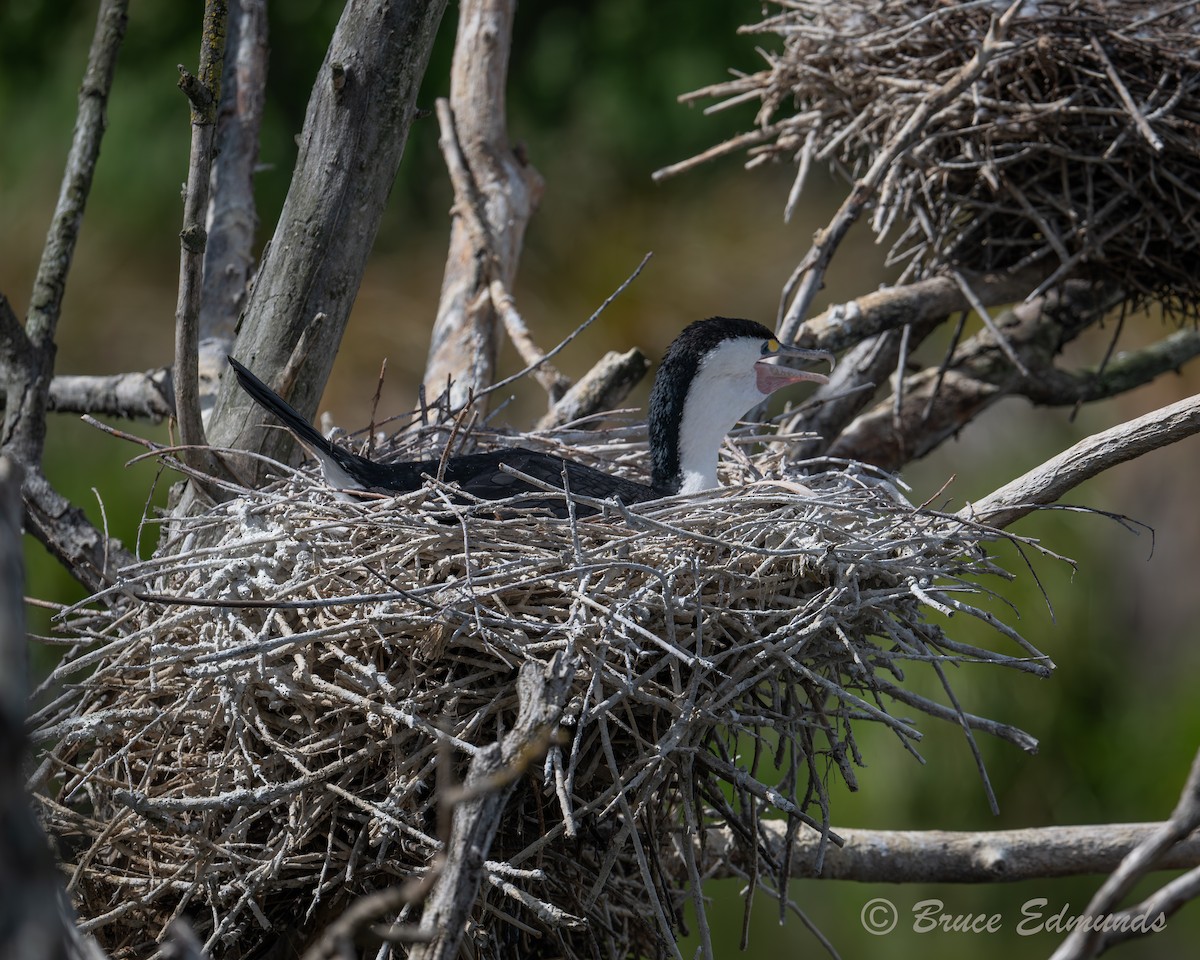 Pied Cormorant - ML647616488