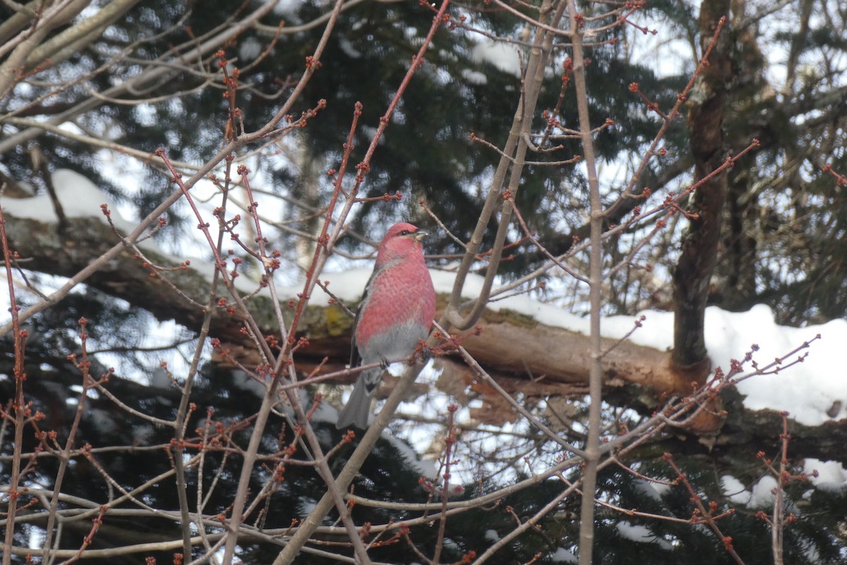 Pinu-gailupa - ML647616494