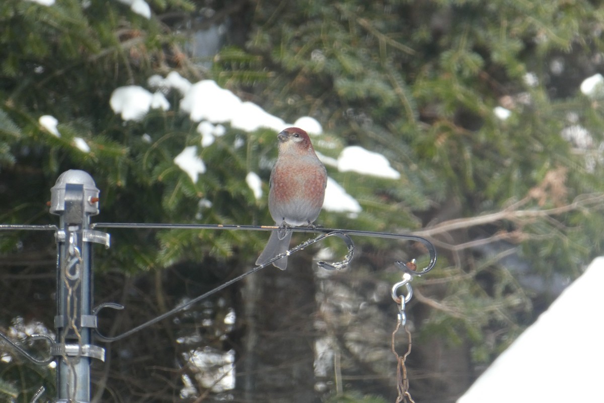 Pinu-gailupa - ML647616495