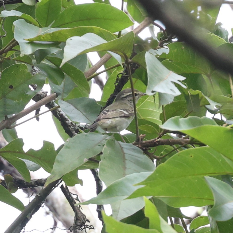 Пеночка-зарничка - ML647616504