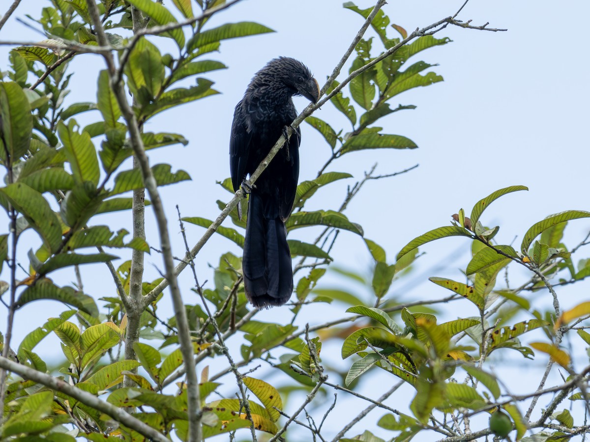 Smooth-billed Ani - ML647616512
