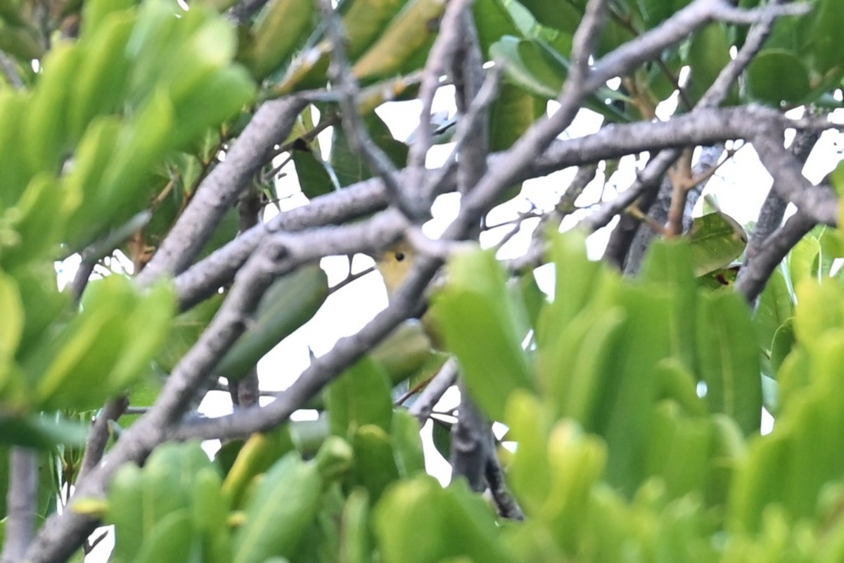 Reinita Amarilla - ML647616535