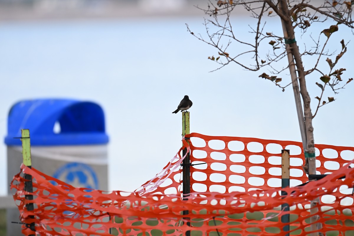 Mosquero Negro - ML647616537