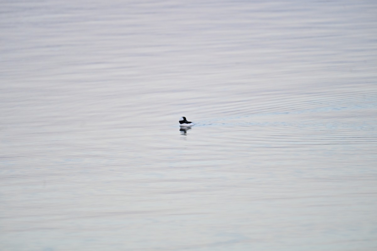 Porrón Albeola - ML647616544