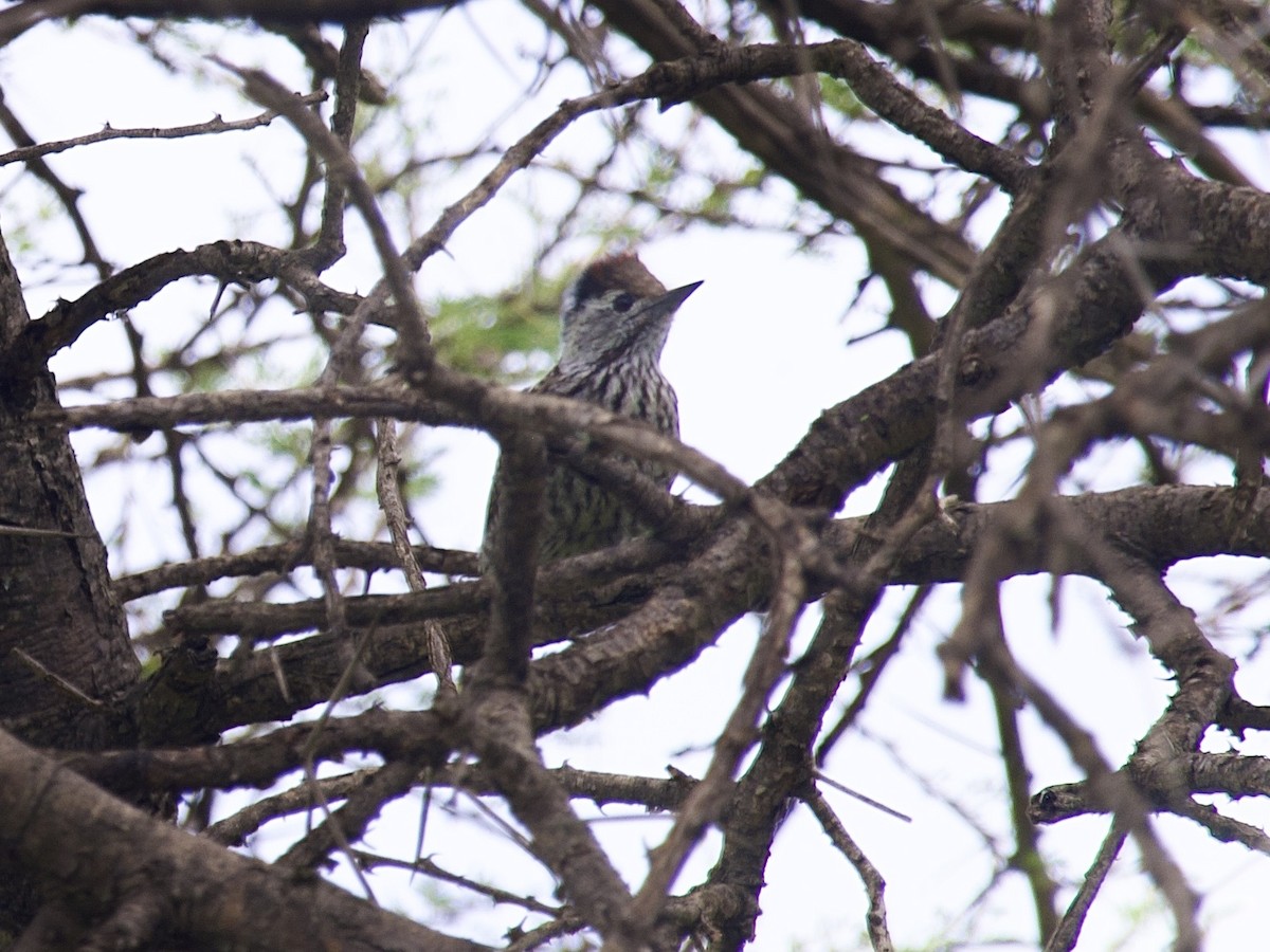 Cardinal Woodpecker - ML647616554