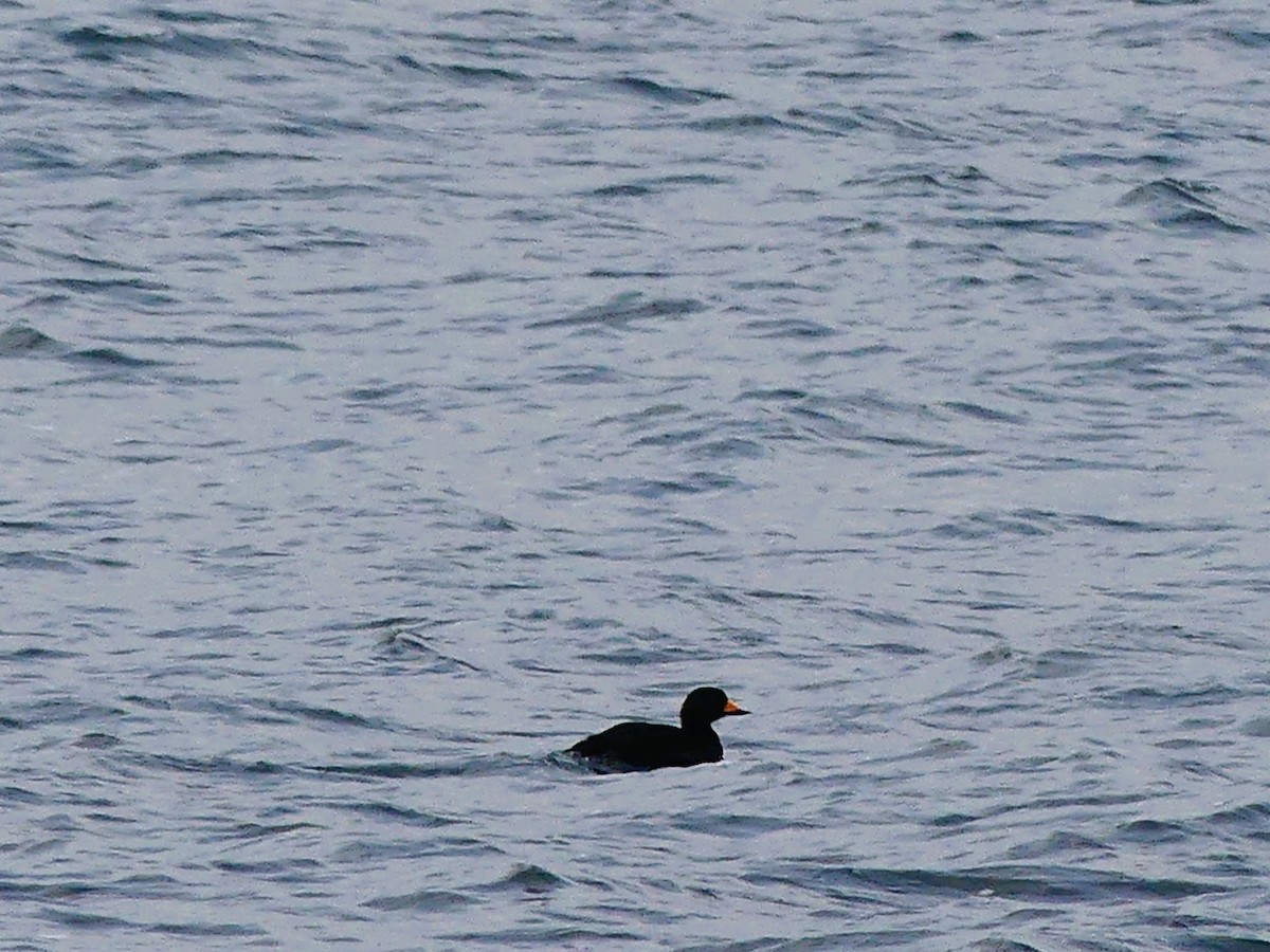 Black Scoter - ML647616558