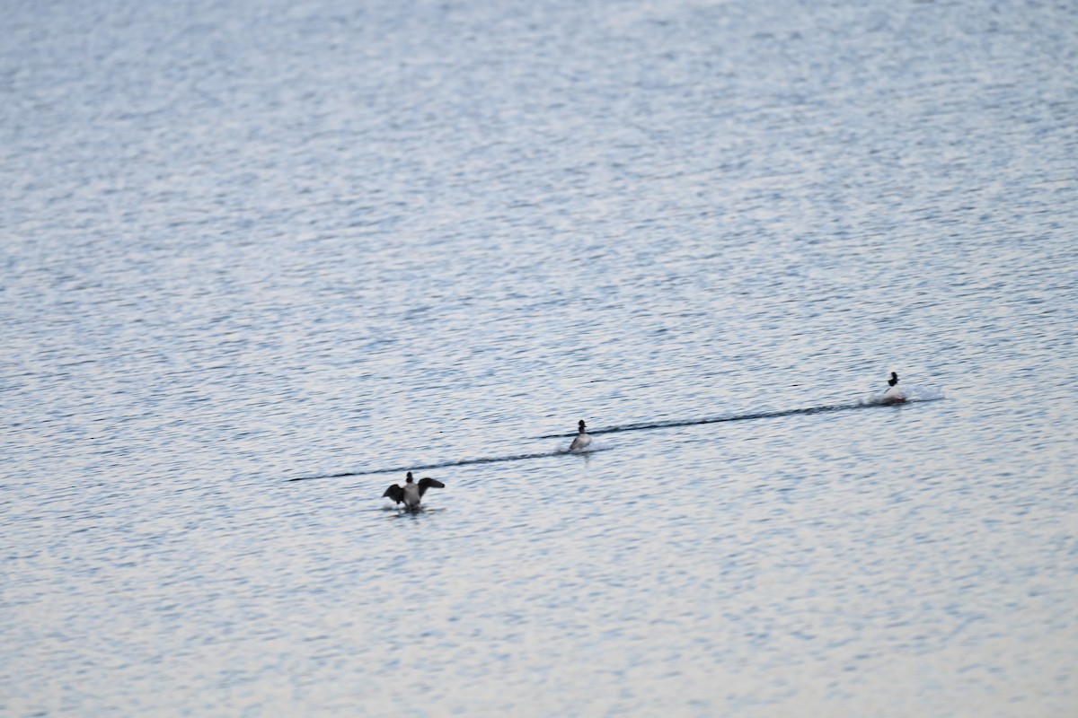 Porrón Albeola - ML647616560