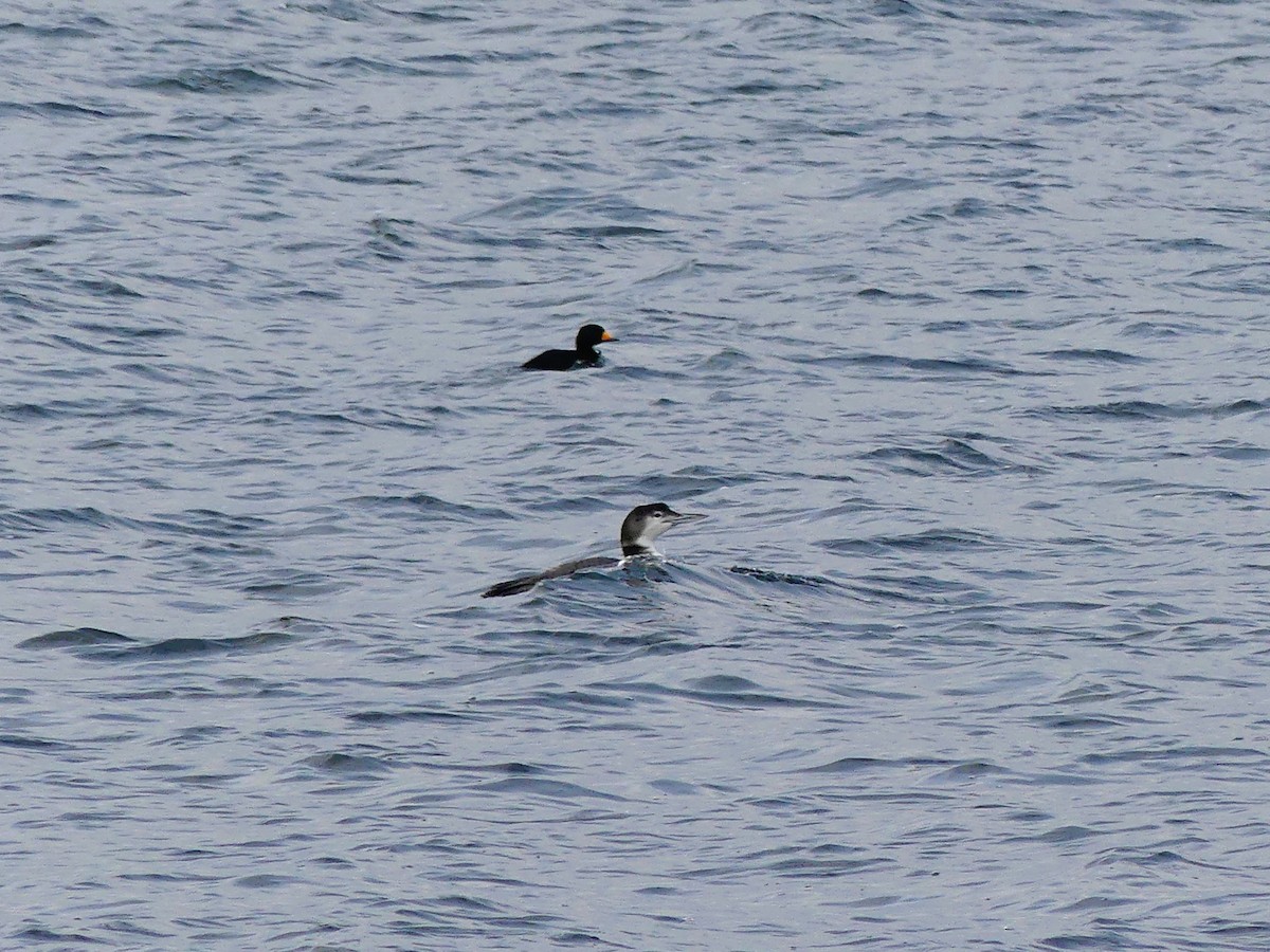 Common Loon - ML647616561