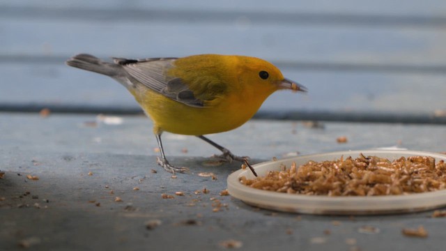 Prothonotary Warbler - ML647616572