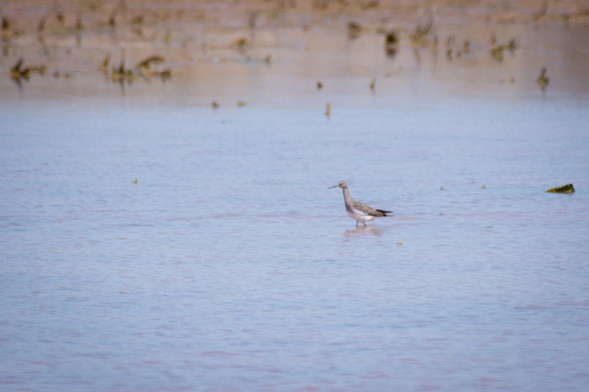 Kuliska hankahori txikia - ML647616579