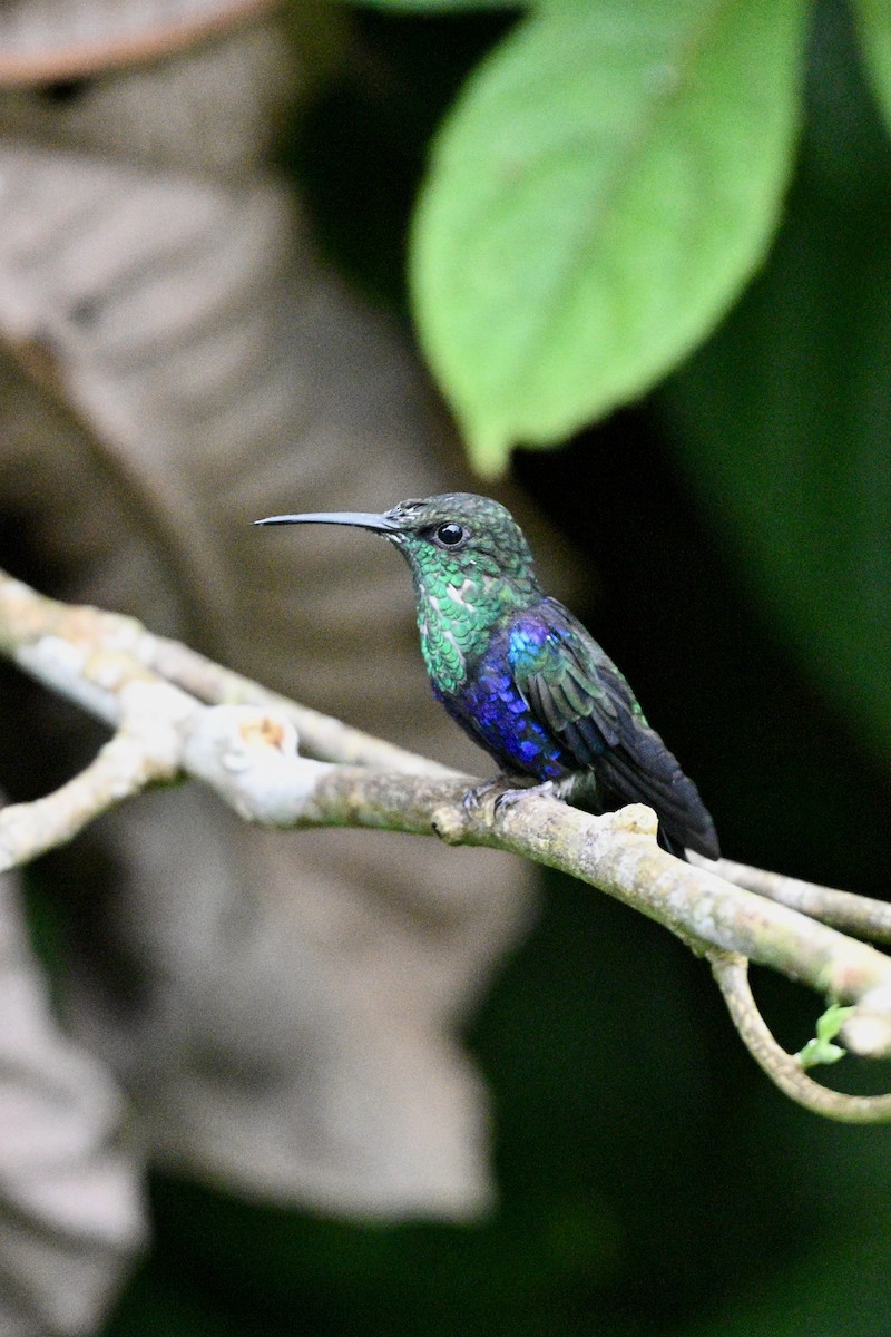 Fork-tailed Woodnymph - ML647616580