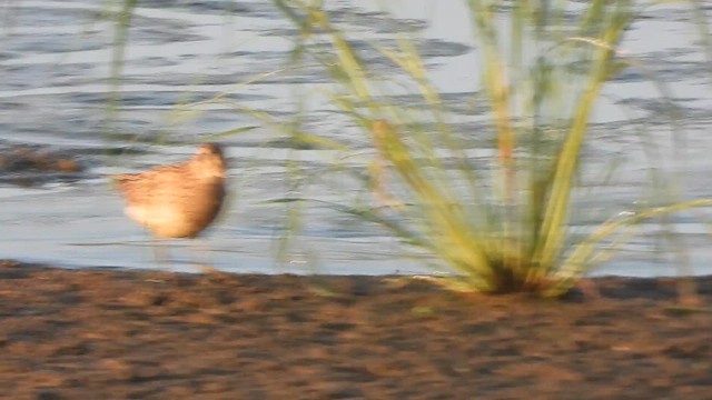 Txirri pektorala - ML647616581