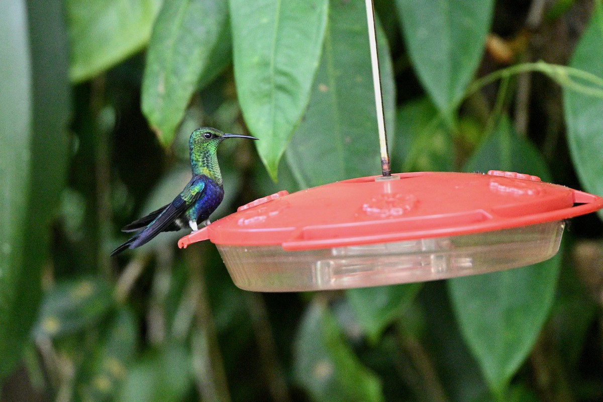 Fork-tailed Woodnymph - ML647616582