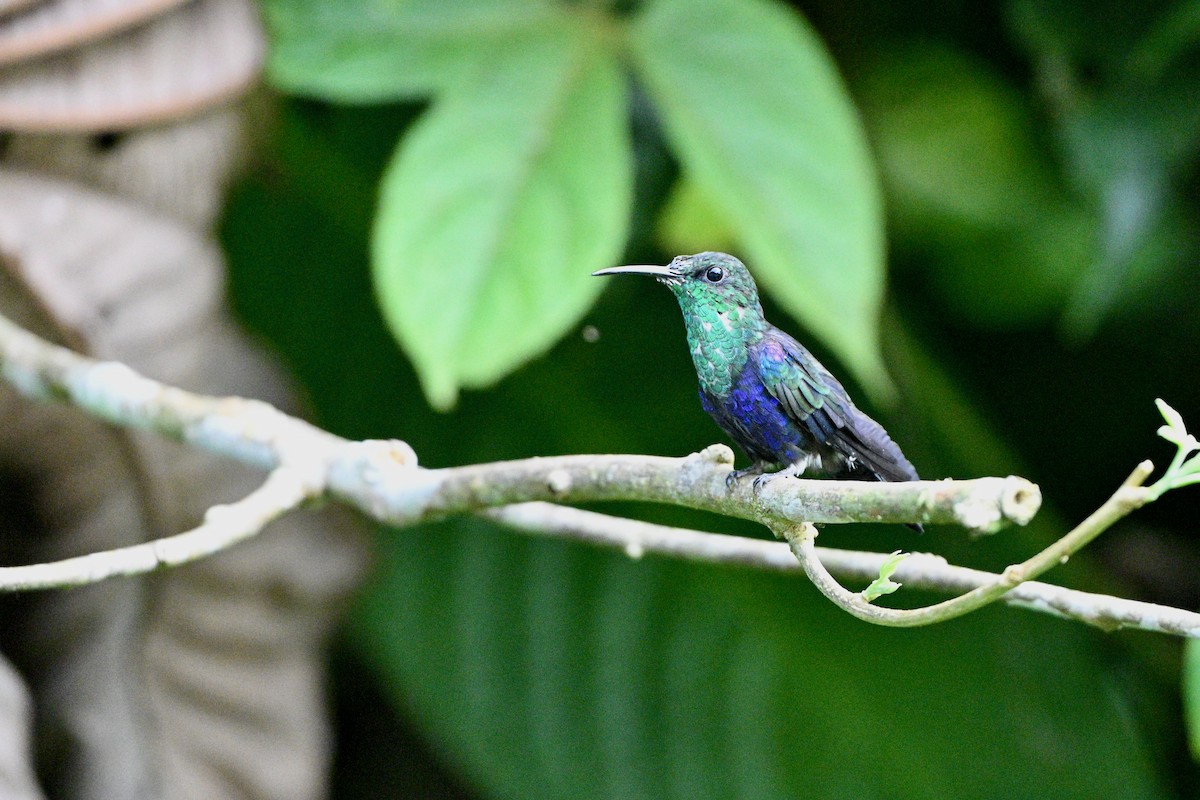 Fork-tailed Woodnymph - ML647616583