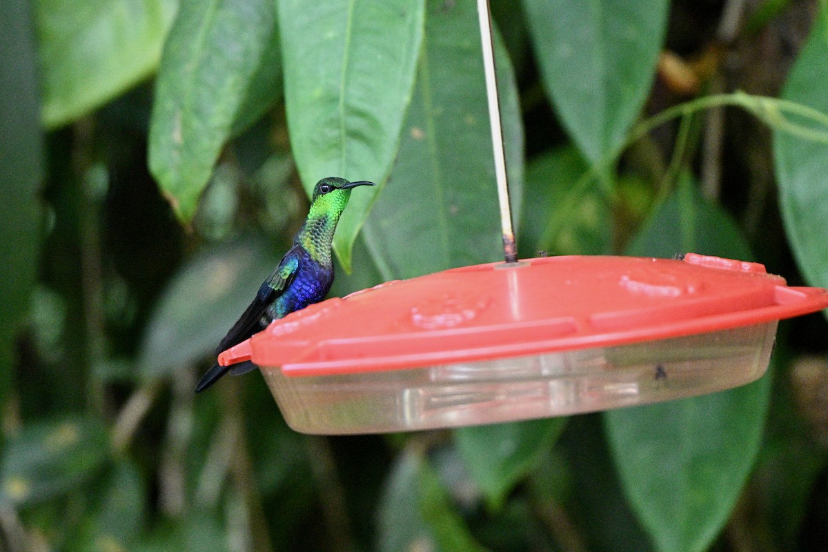 Fork-tailed Woodnymph - ML647616584