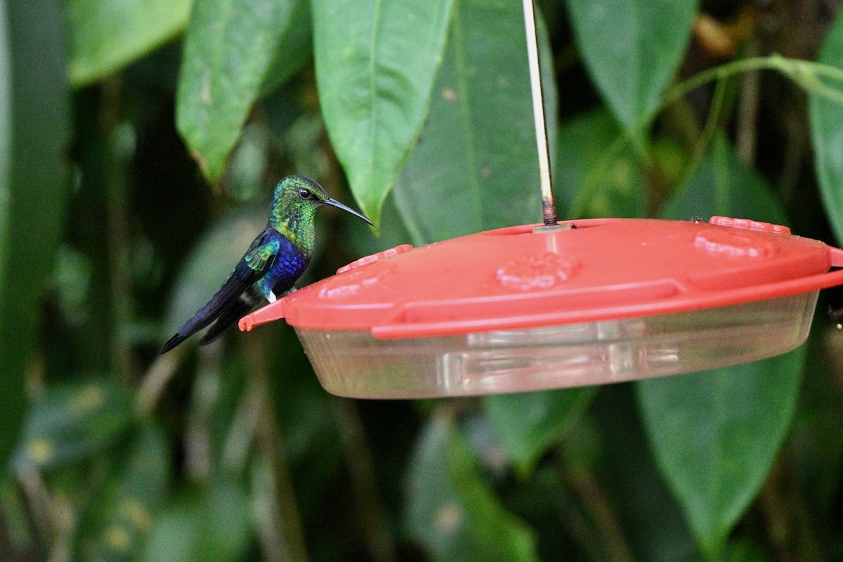 Fork-tailed Woodnymph - ML647616585