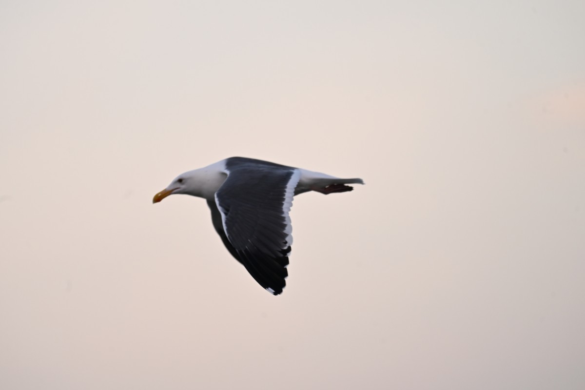 Western Gull - ML647616586