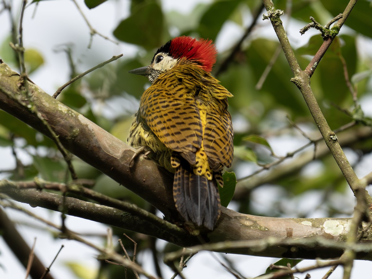 Spot-breasted Woodpecker - ML647616587