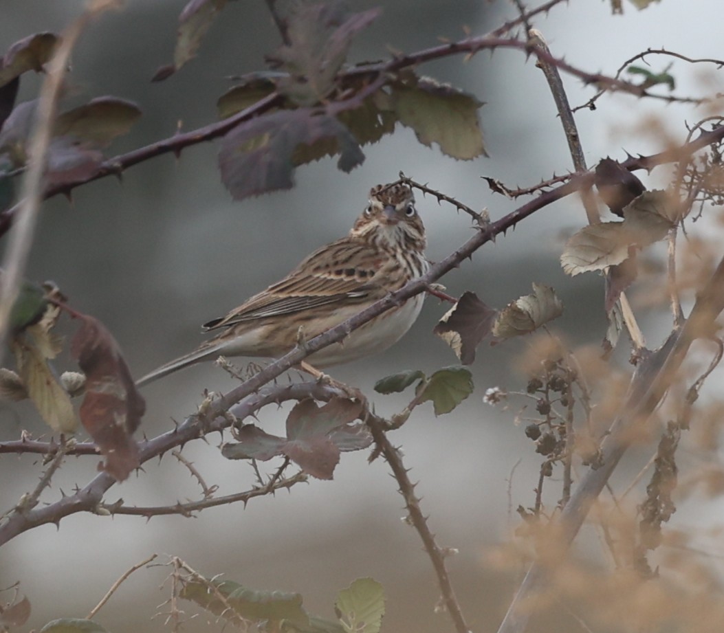 Vesper Sparrow - ML647616591