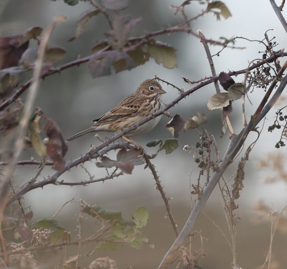 Vesper Sparrow - ML647616592