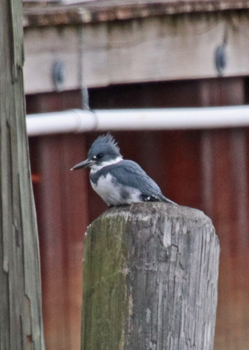 Martin handi iparramerikarra - ML647616593